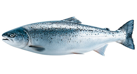 Obraz premium A fresh whole Atlantic salmon with shiny scales, showcasing its natural aquatic appearance and healthy seafood attributes.