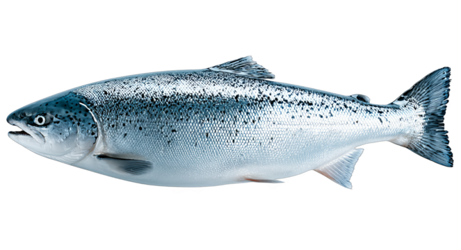 A fresh whole Atlantic salmon with shiny scales, showcasing its natural aquatic appearance and healthy seafood attributes.