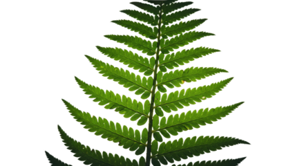 A detailed closeup of a vibrant green fern frond against a stark white background.
