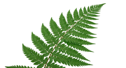 A detailed closeup of a vibrant green fern frond against a white background 2.
