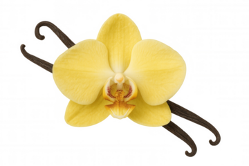 Vanilla orchid flower and dried vanilla pods, flavoring ingredient for cooking and baking on transparent background