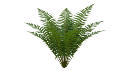 A lush green fern plant with delicate fronds isolated on a white background.