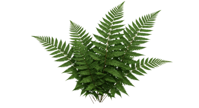 A Lush Green Fern Plant with Intricate Fronds 1.