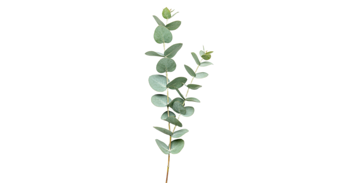 A single branch of eucalyptus with round leaves on a white background. - Powered by Adobe