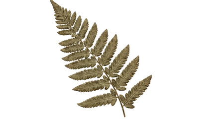 A single dried fern frond with detailed leaves on a white background.