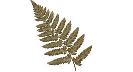 A single dried fern frond with detailed leaves on a white background.