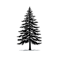 Silhouette of a coniferous tree on white background.