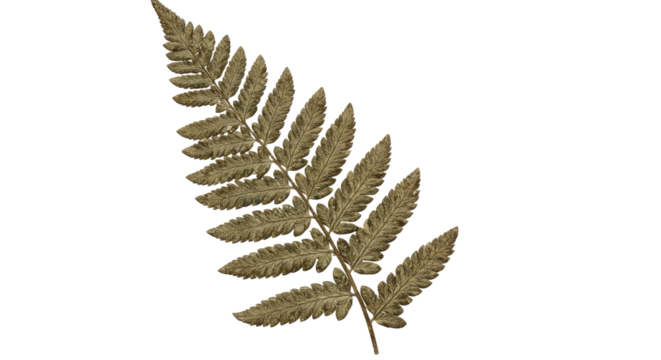 A single dried fern frond with detailed leaves on a white background.