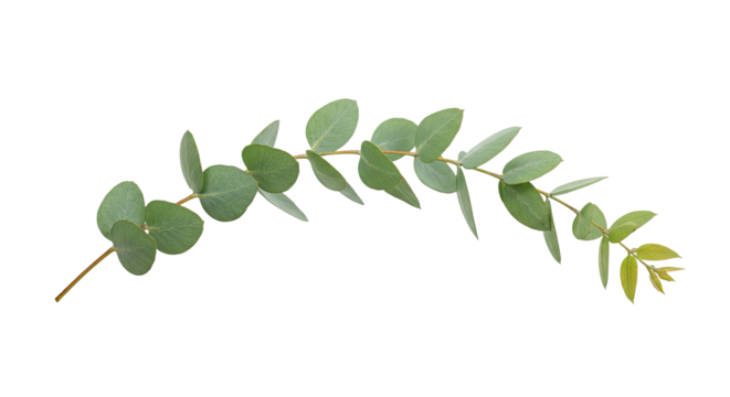 A single eucalyptus branch with round green leaves on a white background.