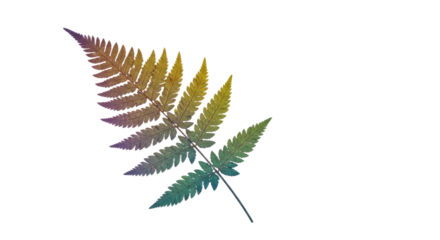 A single fern frond with a gradient of colors from purple to green.