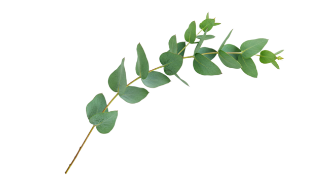 A single green eucalyptus branch with leaves on a white background.