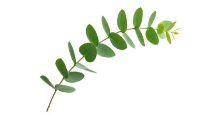 A single green eucalyptus branch with oval leaves on a white background.
