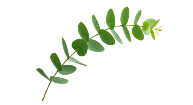 A single green eucalyptus branch with oval leaves on a white background.