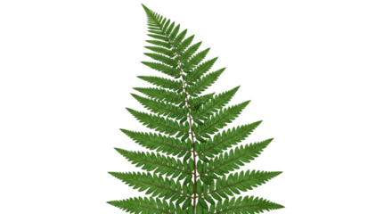 A single green fern frond isolated on a white background 2.