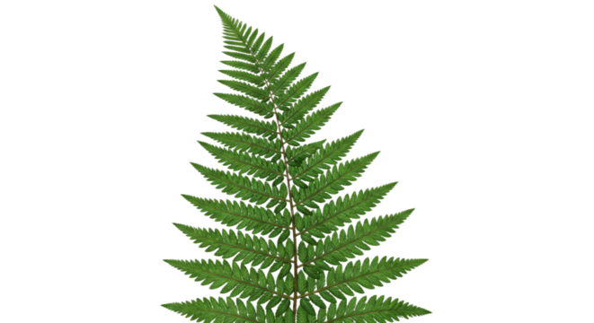 A single green fern frond isolated on a white background 2.