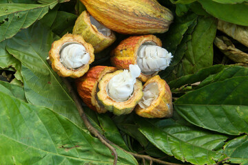 Ripe cocoa pods or Theobroma cacao split open, showing the ripe and fresh cocoa pods, top of view...