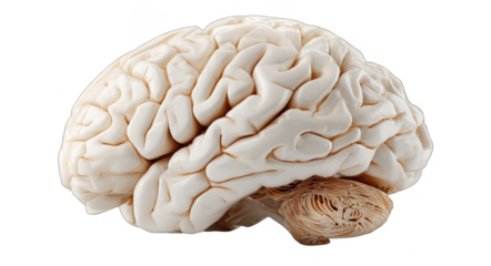 This image shows a detailed anatomical model of the human brain, useful for medical education and neuroscience research.