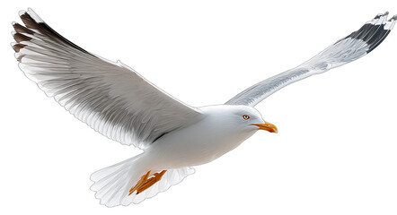 Naklejka premium A seagull is flying in the air with its wings fully spread, showcasing its white feathers and black-tipped wings.