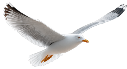A seagull is flying in the air with its wings fully spread, showcasing its white feathers and black-tipped wings.