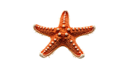 Detailed orange and brown starfish sea creature isolated for marine biology or tropical design isolated PNG with Transparent Background