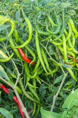 Curly red chili or capsicum annum l, a fertile curly red chili plant that produces fruit at different levels of maturity