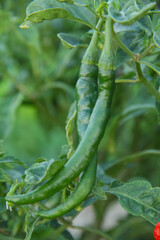 Green curly chilies or capsicum annum l that are still on the tree, organic curly chili plants that...