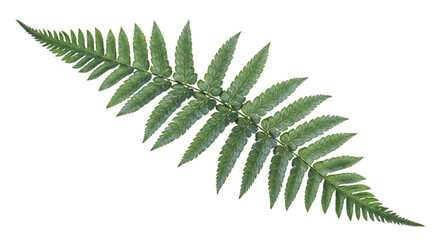 A single green fern frond isolated on a white background 19.