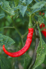 Red chilies or Capsicum Annum L that are ripe on the tree and ready to be harvested by farmers