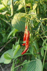 Red chilies or Capsicum Annum L that are ripe on the tree and ready to be harvested by farmers