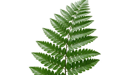 A single green fern frond isolated on a white background 24.