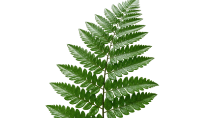A single green fern frond isolated on a white background 24.