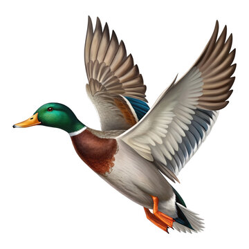 Mallard Duck Illustration Flying Bird With Open Wings Wild Animal Waterfowl Plumage