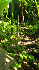 Close-up of Young Corn Stalks Growing in Garden Bed with Green Vegetation and Soil