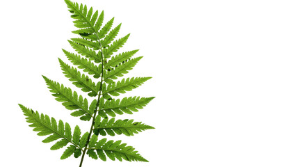 A single green fern frond isolated on a white background 40.