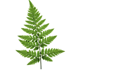A single green fern frond isolated on a white background 41.