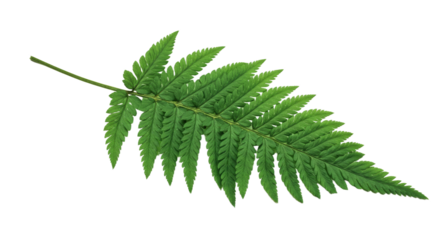 A single green fern frond isolated on a white background 46.