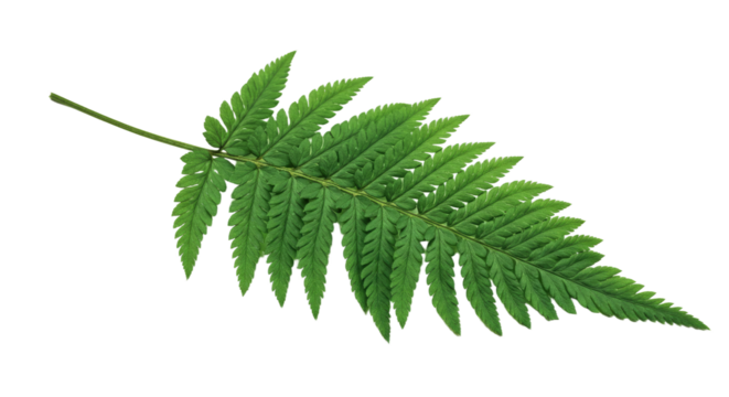 A single green fern frond isolated on a white background 46.