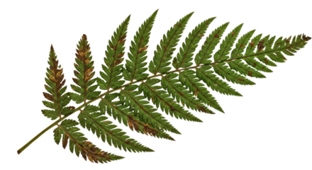 A single green fern frond with brown tips on a white background 1.