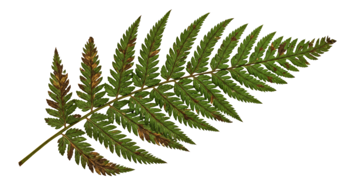 A single green fern frond with brown tips on a white background 1.