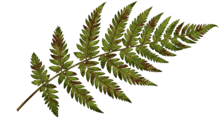 A single green fern frond with detailed leaves and brown tips.