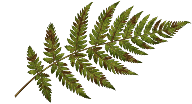 A single green fern frond with detailed leaves and brown tips.