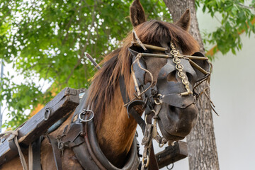 Obraz premium Horse wearing harness in outdoor setting with leafy background