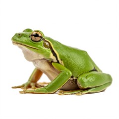 Obraz premium Isolated green tree frog amphibian on white background wildlife animal nature