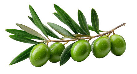 A close-up of fresh green olives attached to a branch with vibrant green leaves, showcasing their natural and healthy appearance.