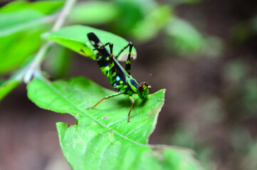 Grasshopper walking on leaf in the rainy season