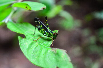 Grasshopper walking on leaf in the rainy season