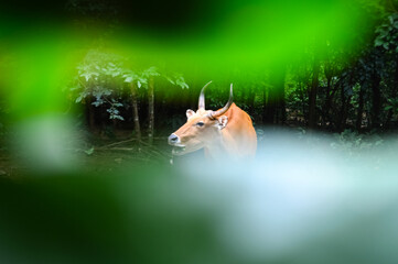 Wild Cattle eating the grass on the hill Northern Thailand