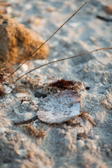 Closeup of a Mussel in Sand at Florida Beach