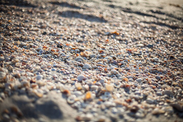 Muscheln am Strand mit Bokeh