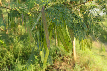 Petai tree or Leucaena leucocephala which produces young green petai fruit